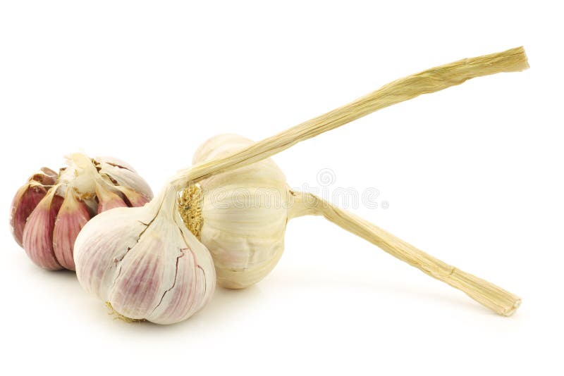 Dried garlic bulbs stock photo. Image of herb, cooking 30246402