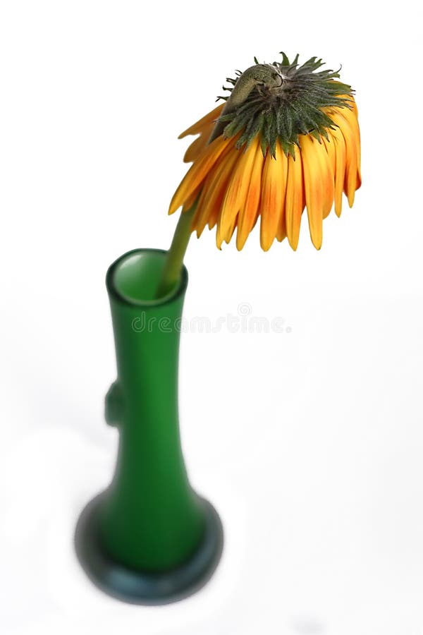 Dead Gerbera Daisy stock image. Image of withered, wither 18973617