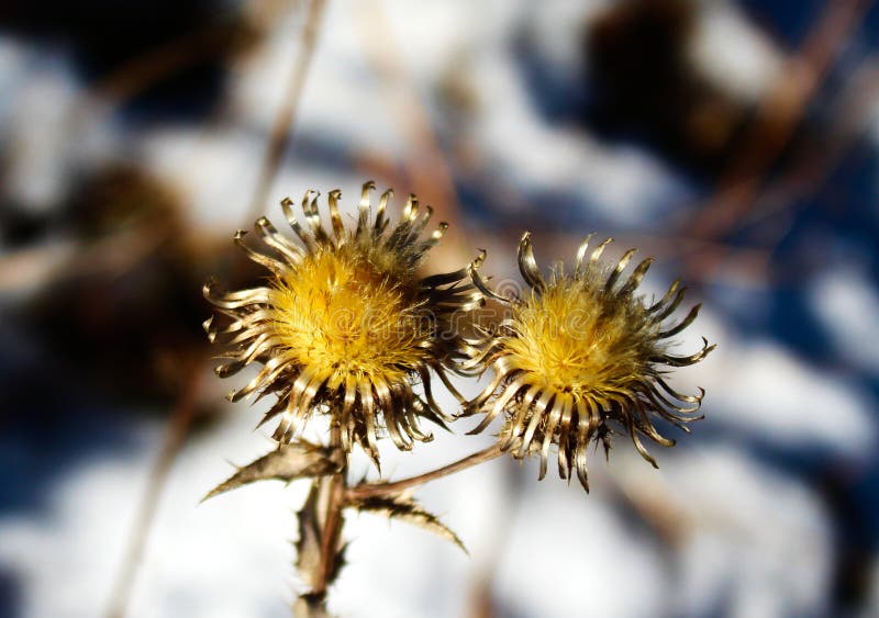 Dried Golden Flowers in Winter with Snow in the Background Stock Image