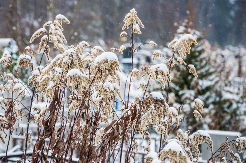 174 Winter Goldenrod Stock Photos Free & RoyaltyFree Stock Photos