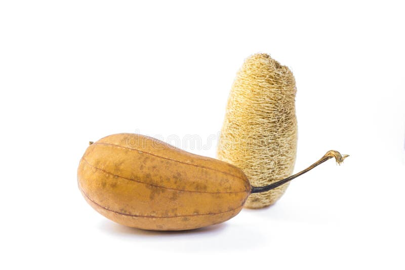 Natural Scrubber of Dried Ridge Gourd with Seeds Stock Photo Image of gourd, toilet 92103714