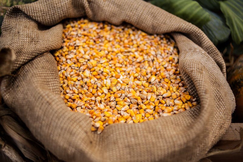Yellow Corn Grain In A Burlap Bag Stock Photo Image of dried