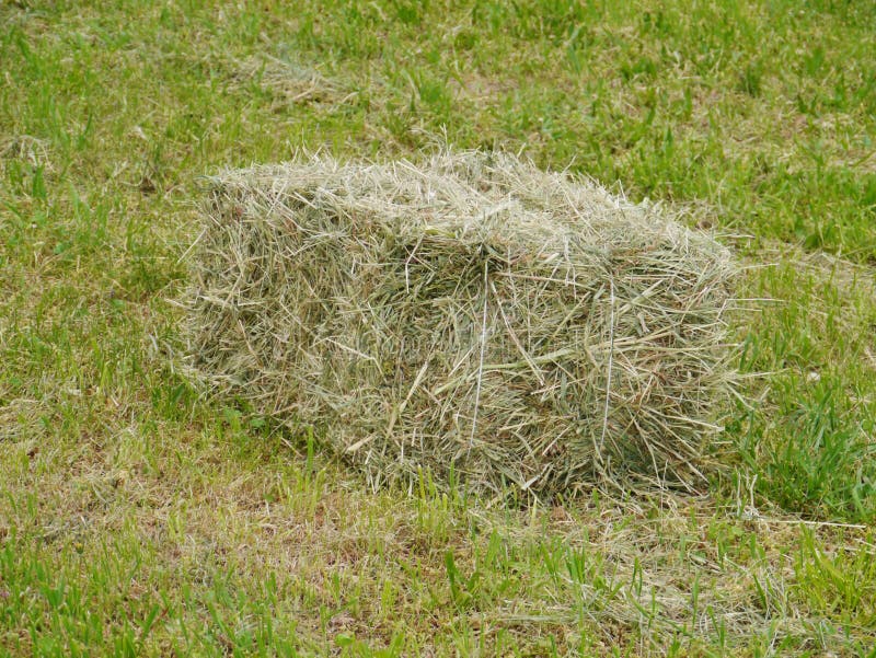 Dried grass in a bale stock photo. Image of farming, cutting - 39921756