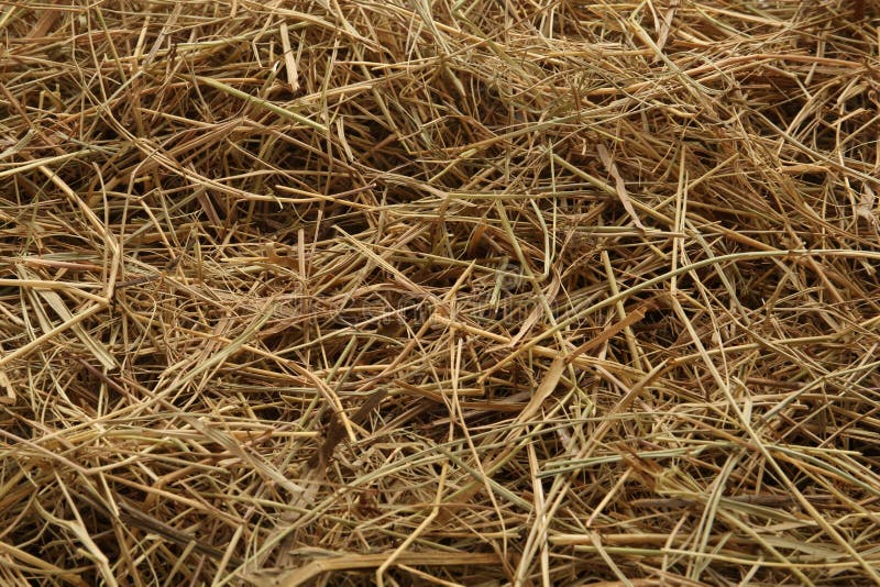 Dried Grass Hay As Background, Closeup View Stock Image Image of natural, pile 252588487