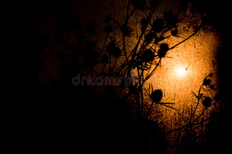 Dried flowers are in the rays of sunset or dawn sun. Dried grass stick under the sun beam. Beautiful dried field flowers stock images, royalty-free photos and pictures