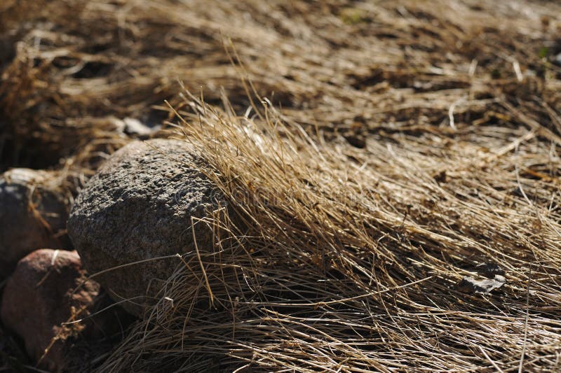 Dried Grass Under The High Water Stock Photo - Image of north, flooded ...