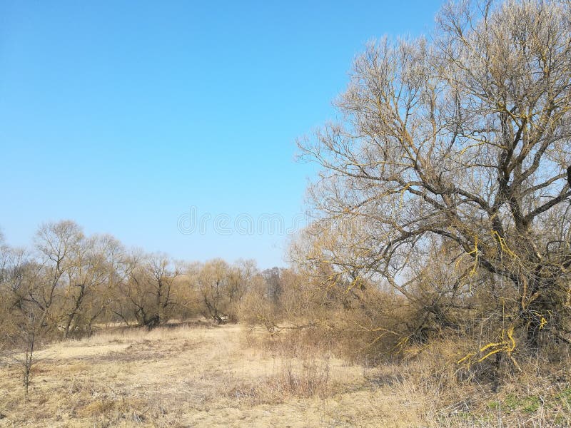 Dried grass in the sun with trees against the blue sky. Sunny day in the village stock images Dried grass in the sun with trees against the blue sky. Sunny day in the village stock images