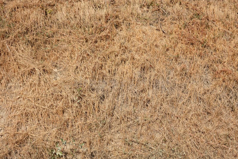 dried grass texture seamless dried grass texture seamless