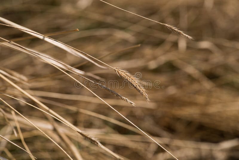 Dried Grass in Winter stock photo. Image of natural, macro 53154956