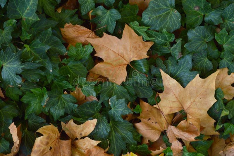 Dried and green leaves stock photo. Image of agriculture 193467064