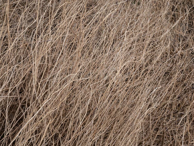 Dried Hay Texture, Dry Yelow Grass , Old Yelow Grass Surface Stock Image Image of hayrick