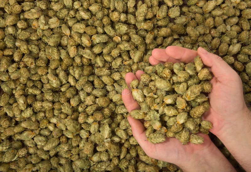 Dried hops on the vine stock photo. Image of flower 134183686