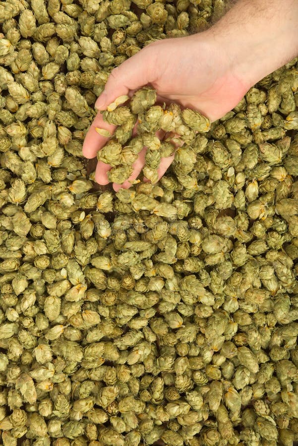 Dried hops stock photo. Image of culture, wood, board 63381462