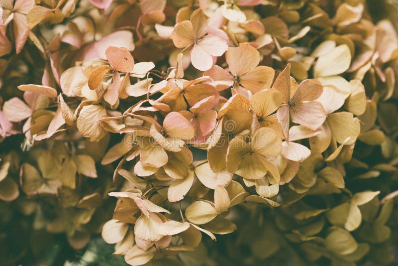 Dried hydrangea flower stock photo. Image of colorful 140143180