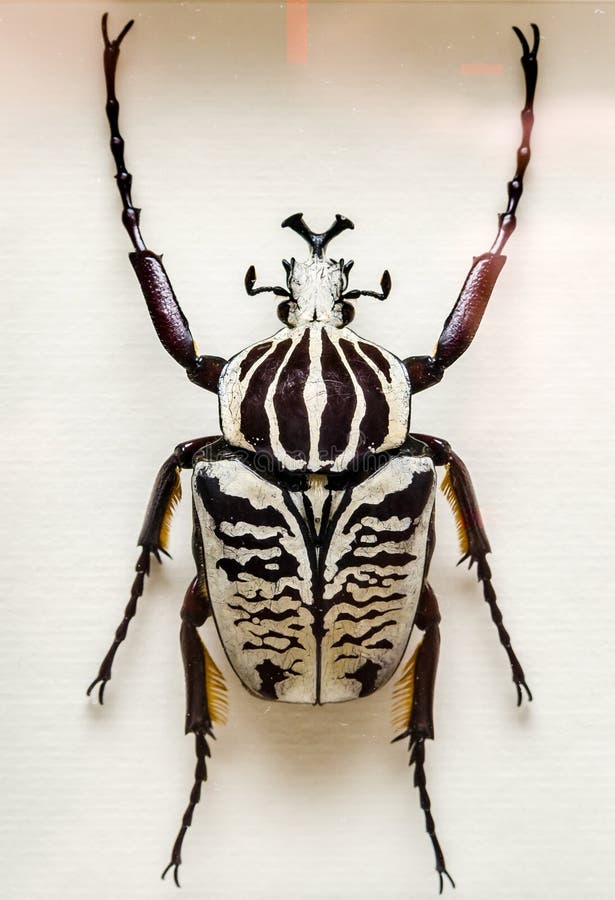 Dried Insect in the Museum, Closeup View Stock Image Image of texture