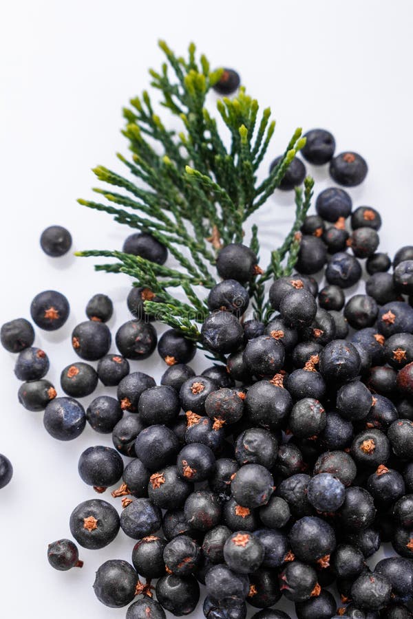 Dried Juniper Berries on a White Background Stock Photo Image of