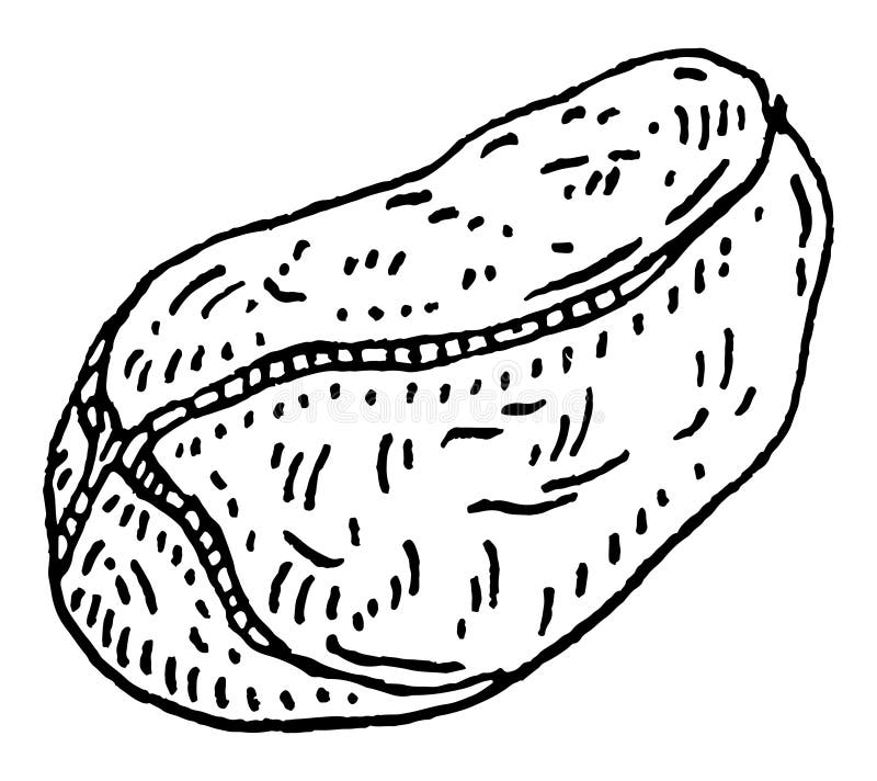 Dried Kola Nuts without Shell. Vector Engraving Black Vintage Stock