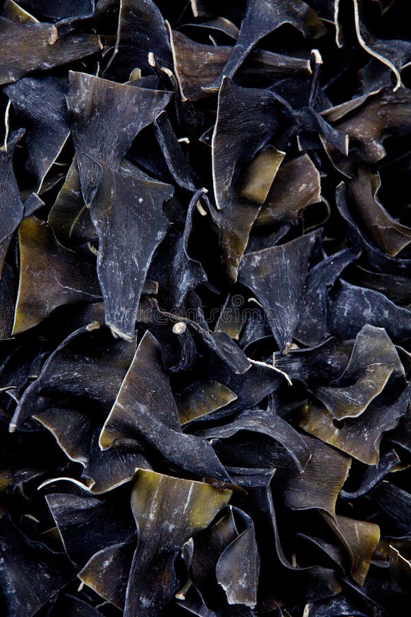 Raw Dried Kombu Kelp Seaweed Stock Image Image of vegetable, plant
