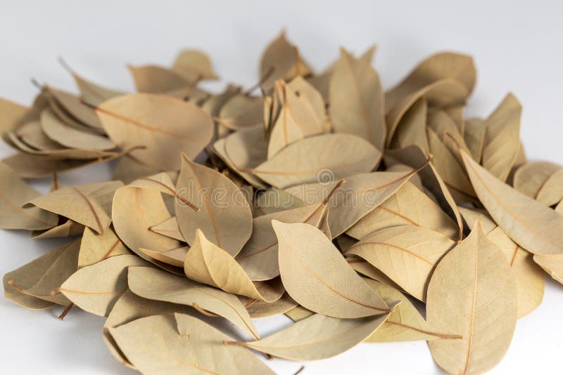 Dried laurel stock image. Image of closeup, gourmet 214487653