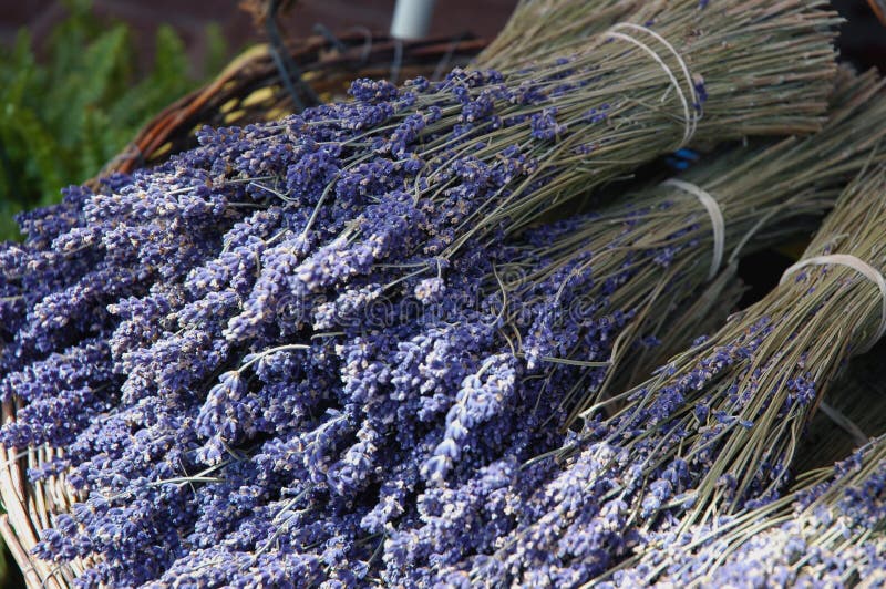 Dried Lavendar stock photo. Image of france, flowers, dried 785814