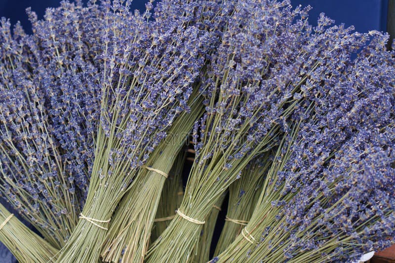 Dried Lavender As Bouquets on Market Stock Photo Image of lavender