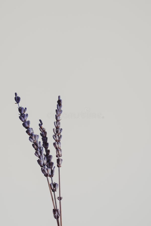 Dry lavender flowers Stock Photo by Neirfy007