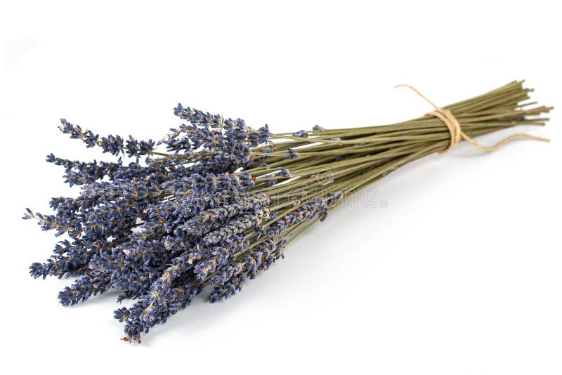 Dried Lavender Flowers Bunch Stock Image Image of officinale