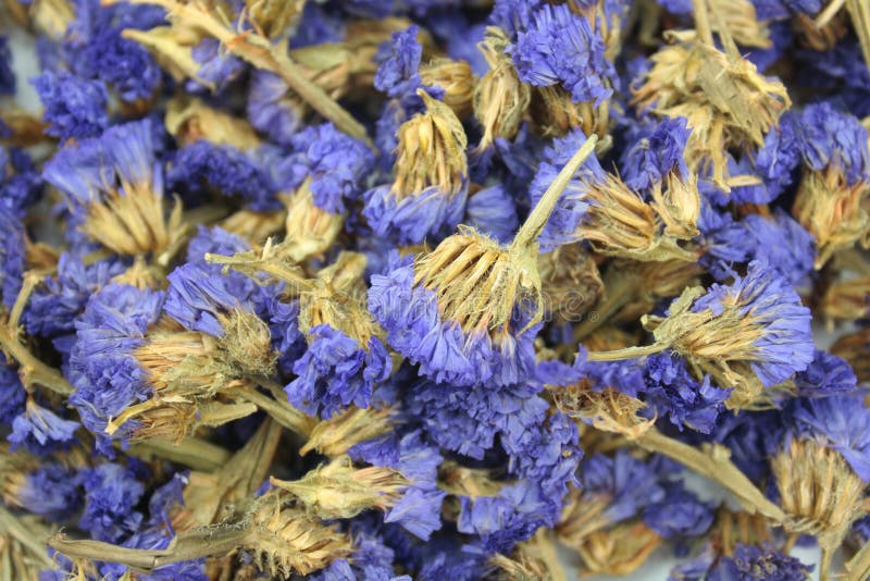 Dried lavender flowers stock photo. Image of culture 46033582