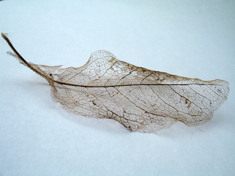 White leaf stock image. Image of closeup, creative, nature 448693
