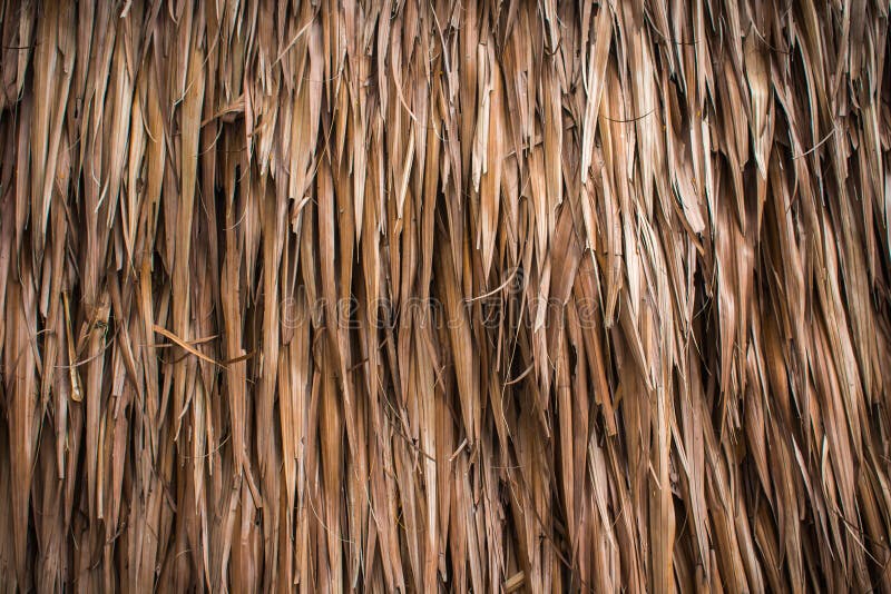 Old coconut leaf dried stock photo. Image of chlorophyll 85463012