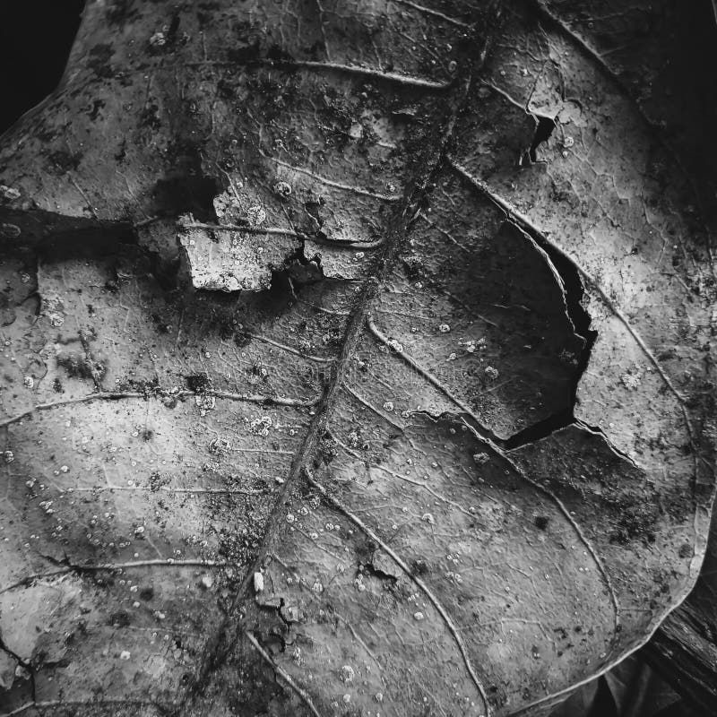 Dried Leaf, Fine Details and Very High-res for Background. Fine Art ...