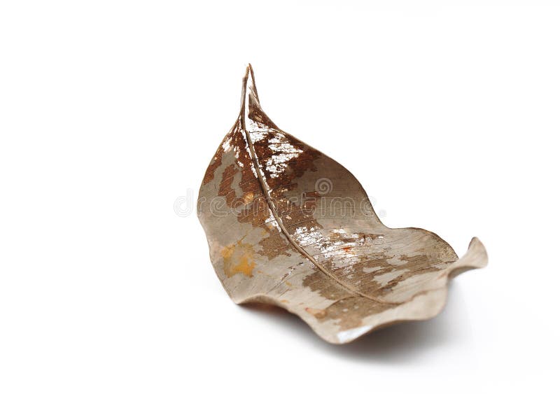 Dried Leaf, Fine Details and Very Highres for Background. Fine Art Black and White Photo. Stock