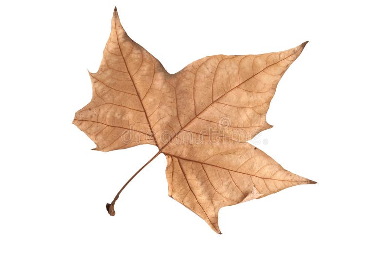 Dried leaf of maple