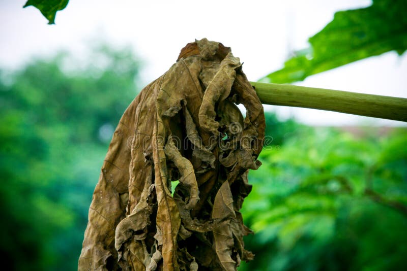 Dried leaf of papaya stock image. Image of pattern, fall 94573391