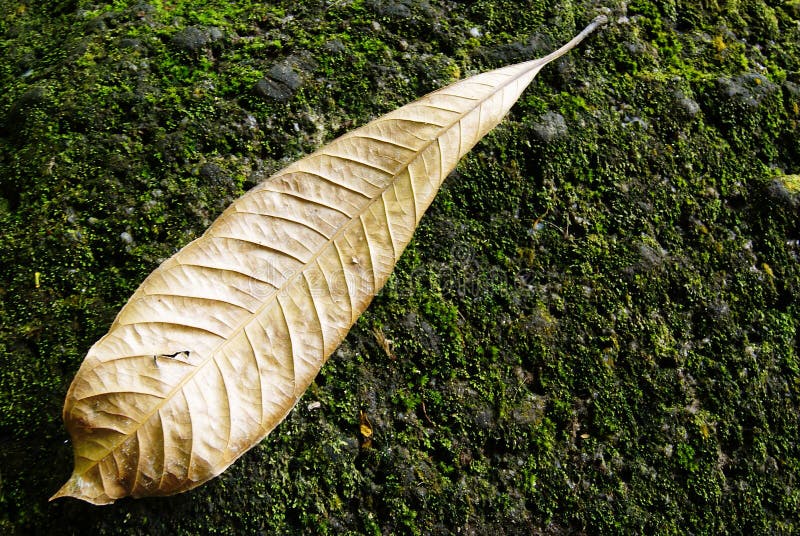 Dried Leaf on Rock Covered with Moth Stock Image Image of forest