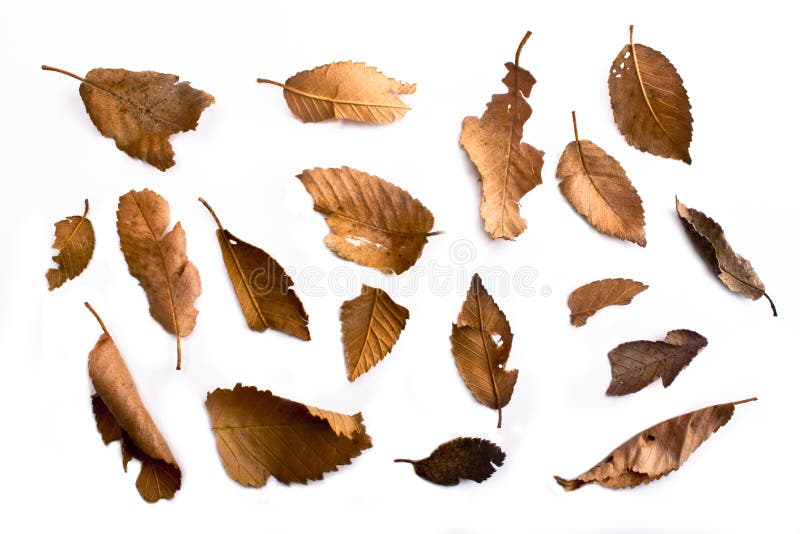Dried Leaves Macro Natural Stock Photo Image of flower, texture 129884