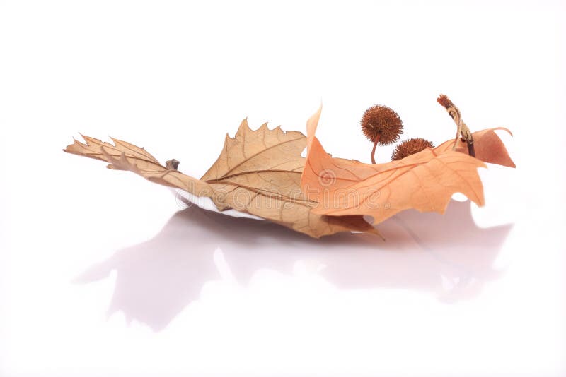 Dried leaves