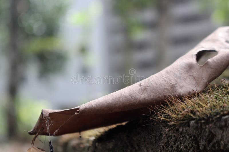 Dried leaves stock photo. Image of macro, natural, autumn 149546250