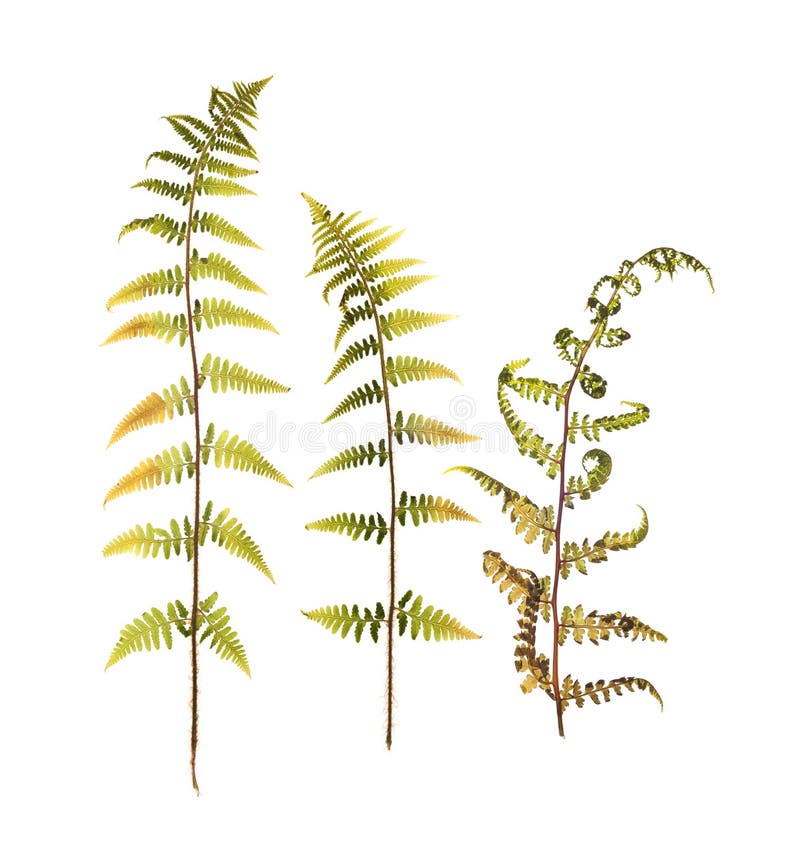 Dried plants for a herbarium on white background isolated. Dried plants for a herbarium on white background isolated.