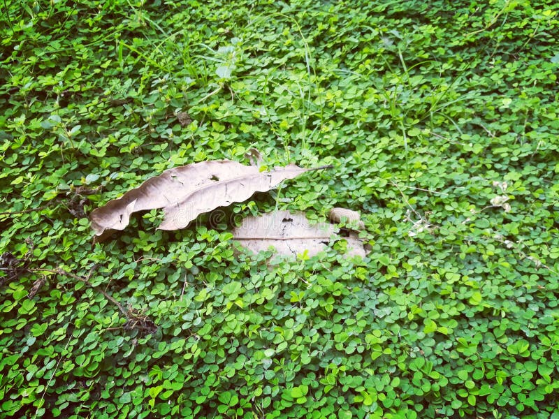 Dried Leaves and Green Grass. Stock Image Image of season, garden