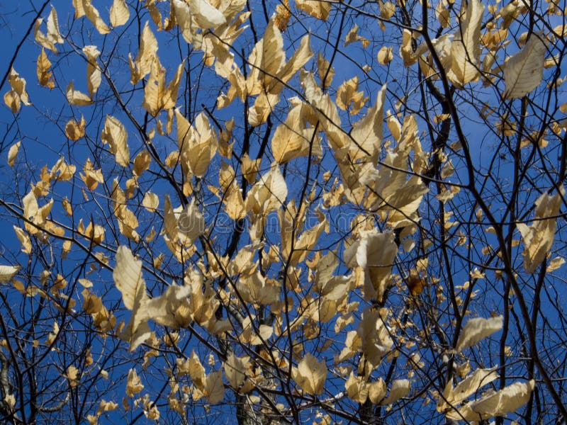 Dried Leaves stock image. Image of plant, dead, branches 44376143