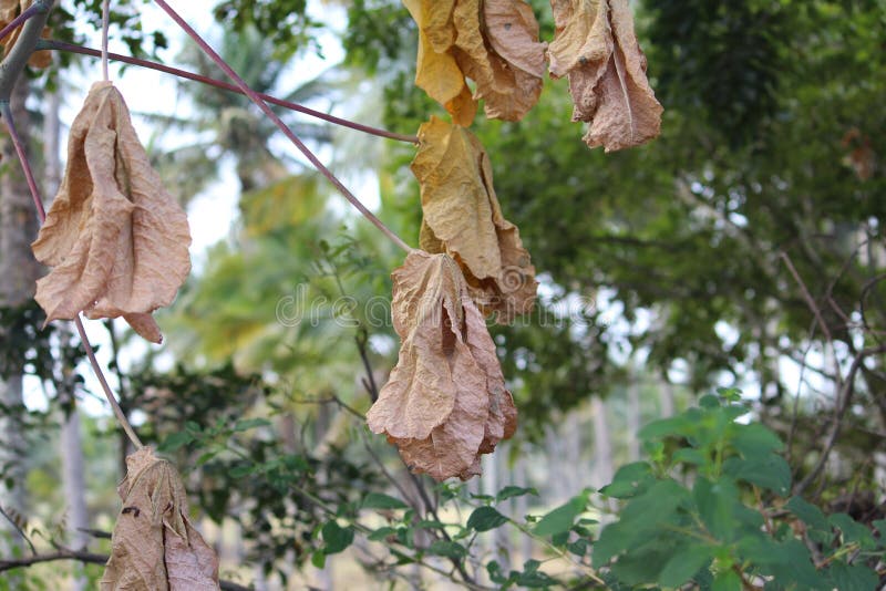 Dried leaves of papaya in the village in india. Very significant fruit has many benefits for human health royalty free stock photography Dried leaves of papaya in the village in india. Very significant fruit has many benefits for human health royalty free stock photography