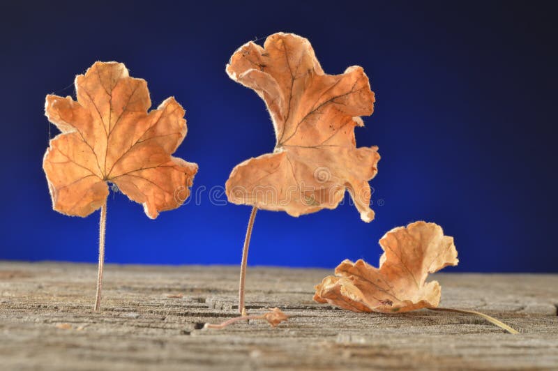 Dried Leaves and Weathered Stump Stock Image Image of worn, fall