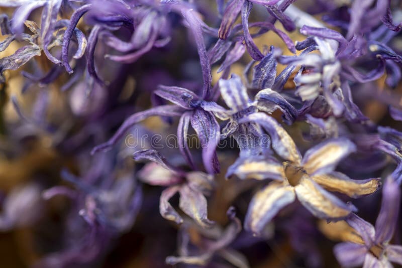 Dried Lilac Flowers. Purple Background Stock Photo Image of colorful