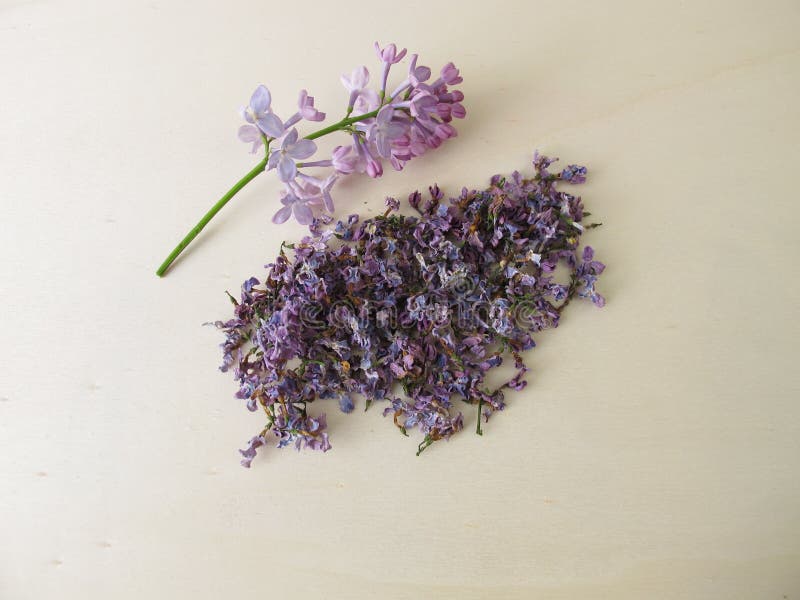 Dried lilac flowers stock image. Image of alternative 130936793