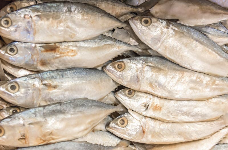 Dried Mackerel , Dried or Salted Fish Stock Photo Image of salt
