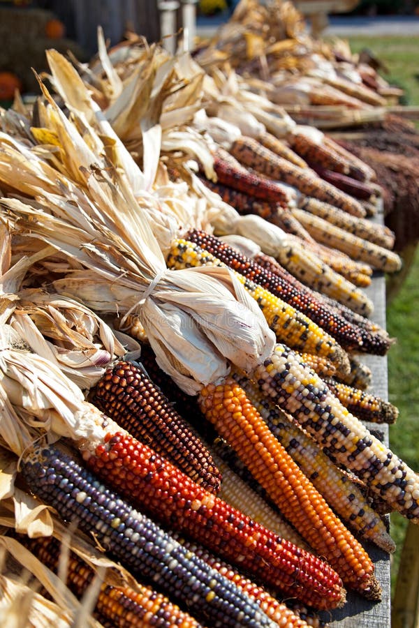 Dried maize corn harvest time - Autumn in Michigan