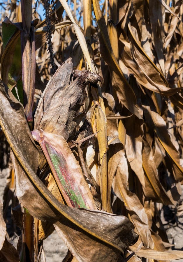 Dried Maize Field in Summer. Dried Maize Corn with Leaves Stock Image