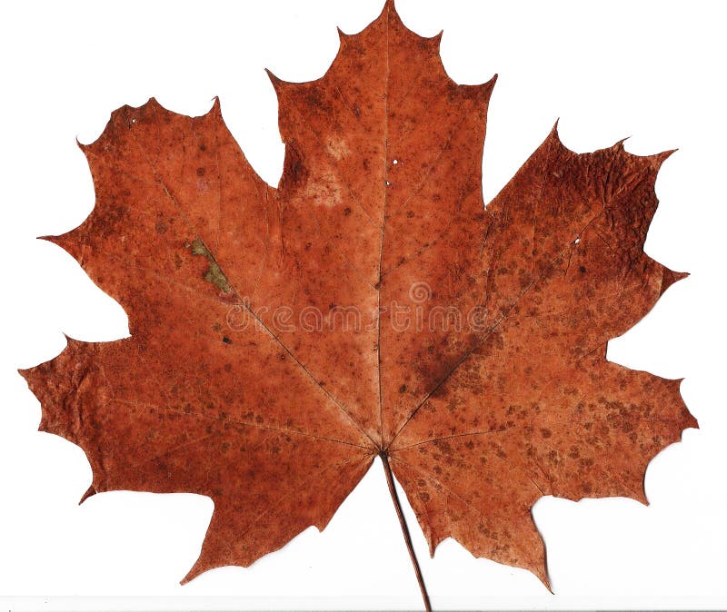 Dried Maple Leaf Background Stock Image Image of brown, plant 3297129