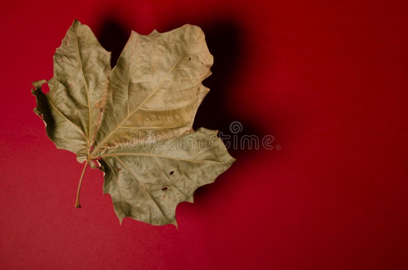 Maple Leaf